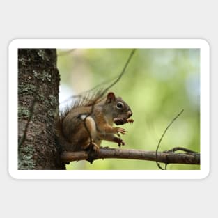 Red Squirrel Sticker